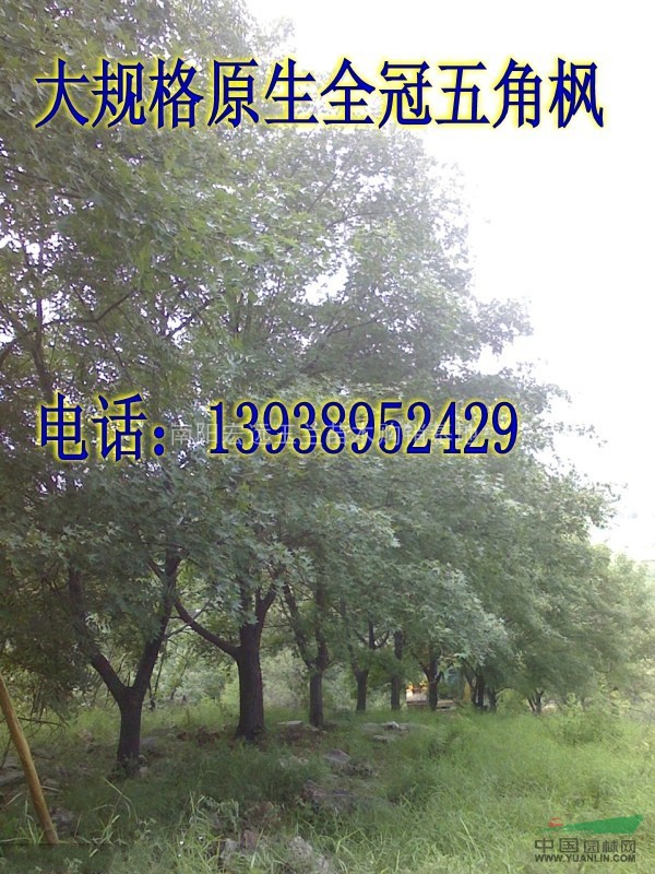20公分五角楓