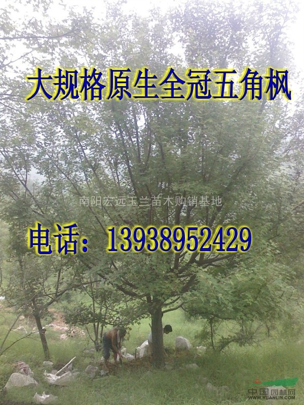 20公分五角楓
