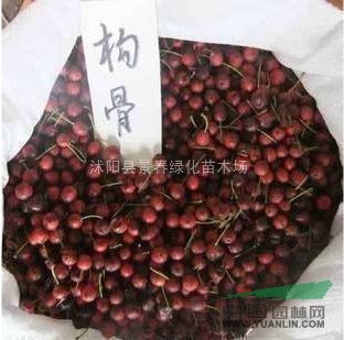 無刺構骨種子