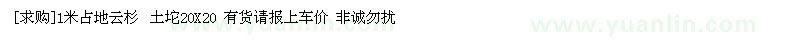 求購1米占地云杉 土坨20X20