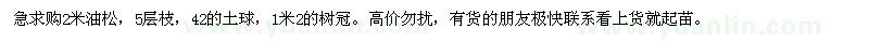 求購2米油松 