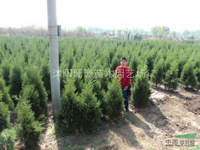 出圃價龍柏.塔柏.刺柏.鋪地柏.灑金柏.側(cè)柏.北京檜