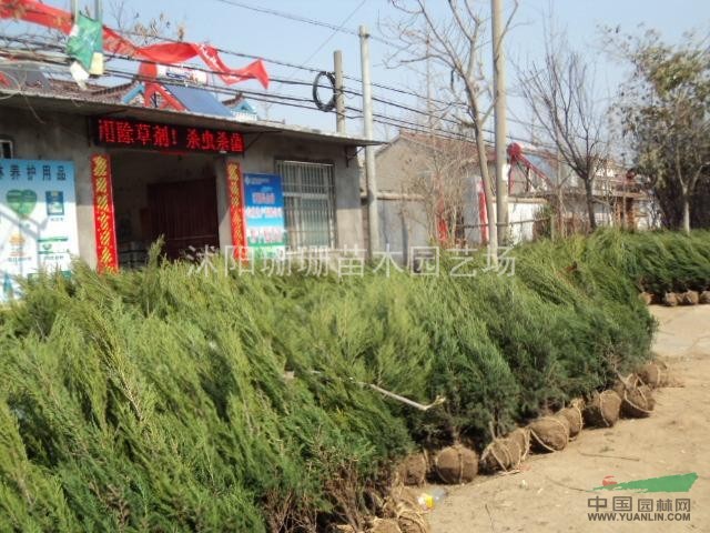 出圃價龍柏.塔柏.刺柏.鋪地柏.灑金柏.側(cè)柏.北京檜