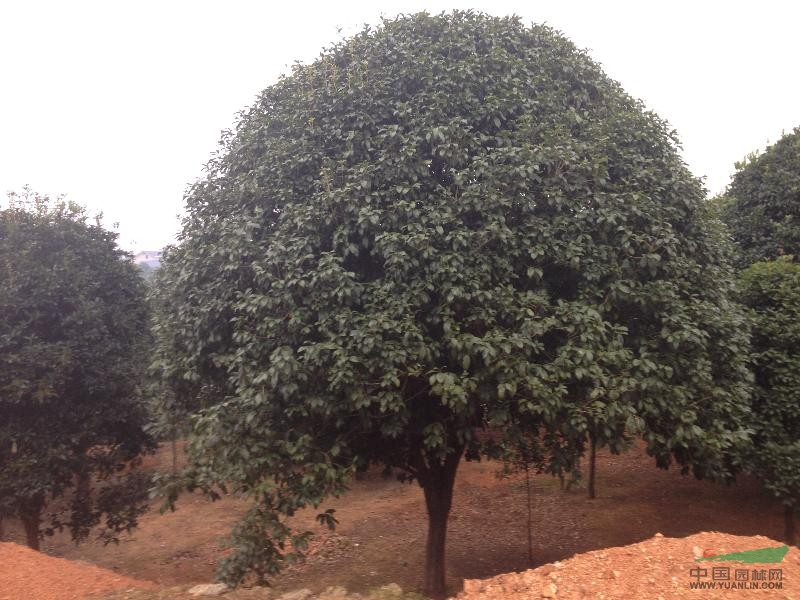 湖南長(zhǎng)沙精品桂花樹(shù)