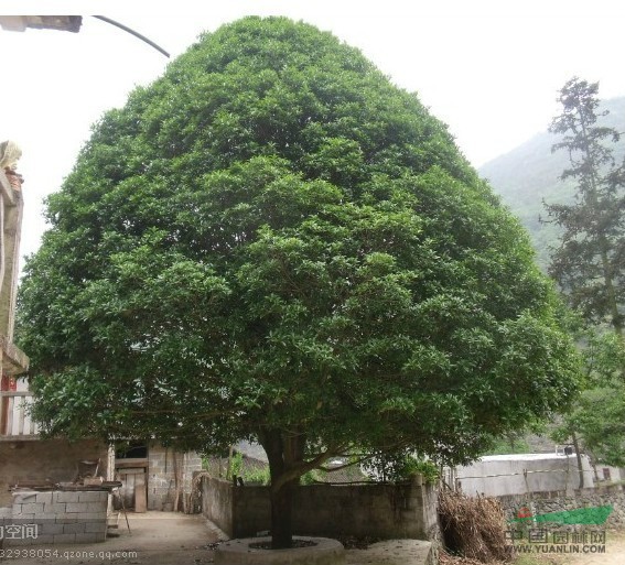 湖南桂花樹桂花樹圖片