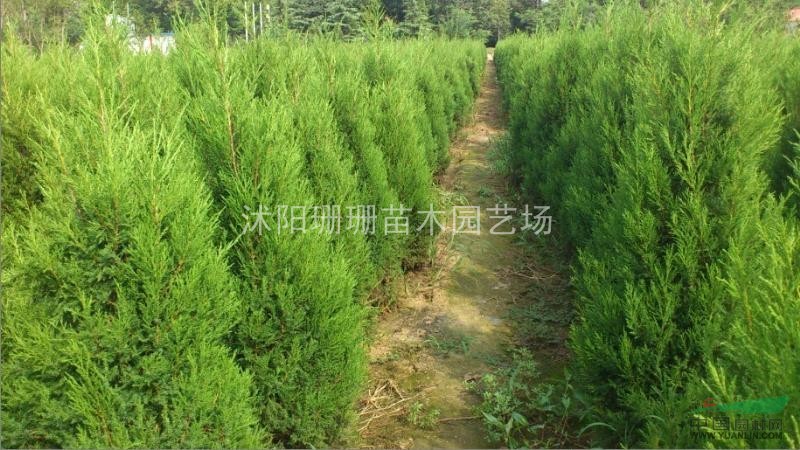 低價批售蜀檜苗100萬.江蘇蜀檜基地批發(fā)