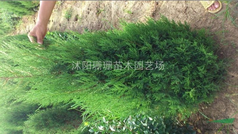 低價批售蜀檜苗100萬.江蘇蜀檜基地批發(fā)