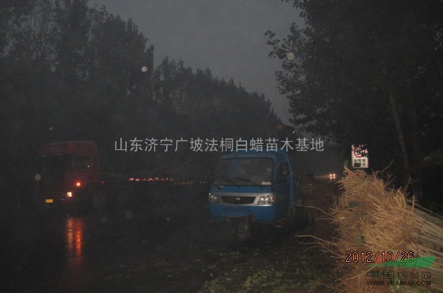 特供：1-3.5米速生法桐苗 法桐扦插條 速生法桐 法國梧桐