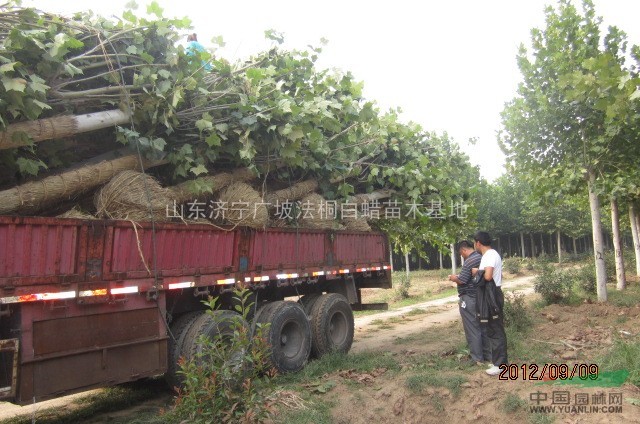 15公分二年帽法國梧桐 12公分二年帽法桐 懸鈴木