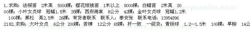 求購大葉女貞、法桐苗、櫻花嫁接苗等