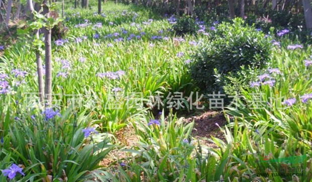 德國燕尾行情報價\德國燕尾圖片展示