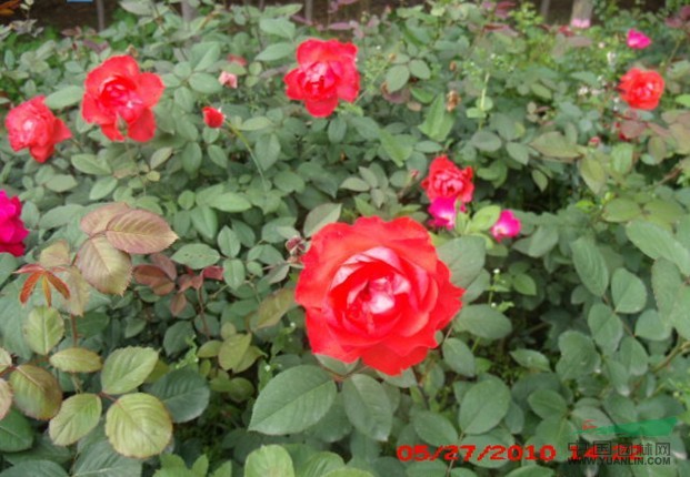 豐花月季圖片\豐花月季報價