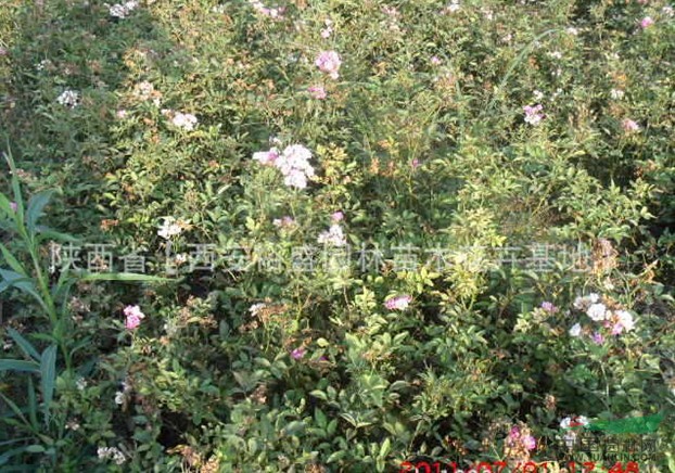 豐花月季圖片\豐花月季報價