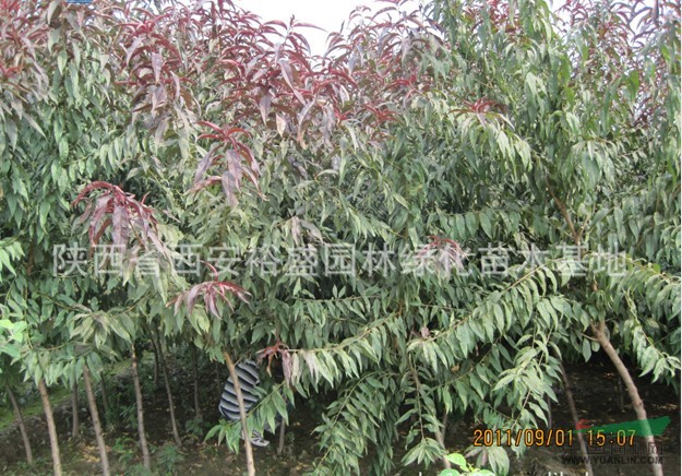 紅葉碧桃1供應(yīng)/紅葉碧桃1圖片
