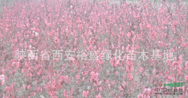 紅葉碧桃1供應(yīng)/紅葉碧桃1圖片