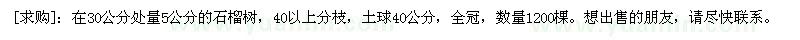 求購(gòu)在30公分處量5公分的石榴樹(shù)