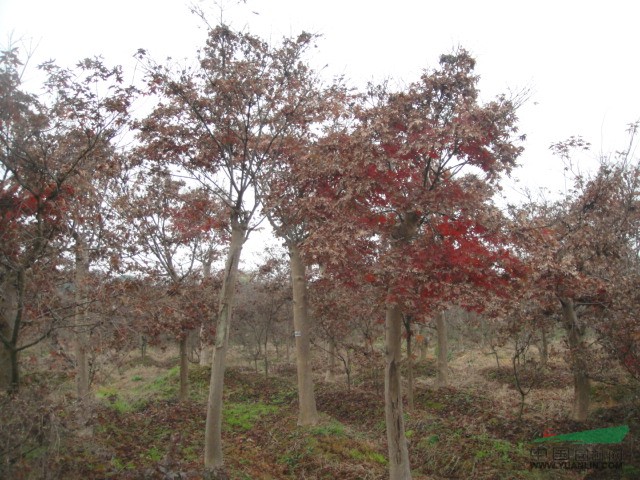 浙江法国冬青 紫玉兰、红枫、杜英、三角枫