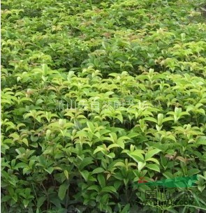四季桂 H25-30 蕭山苗木