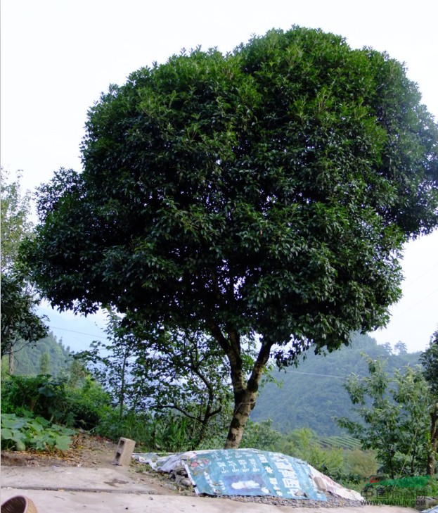 桂花树