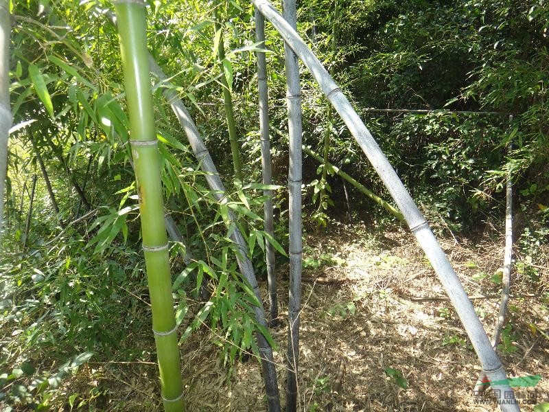 紫竹