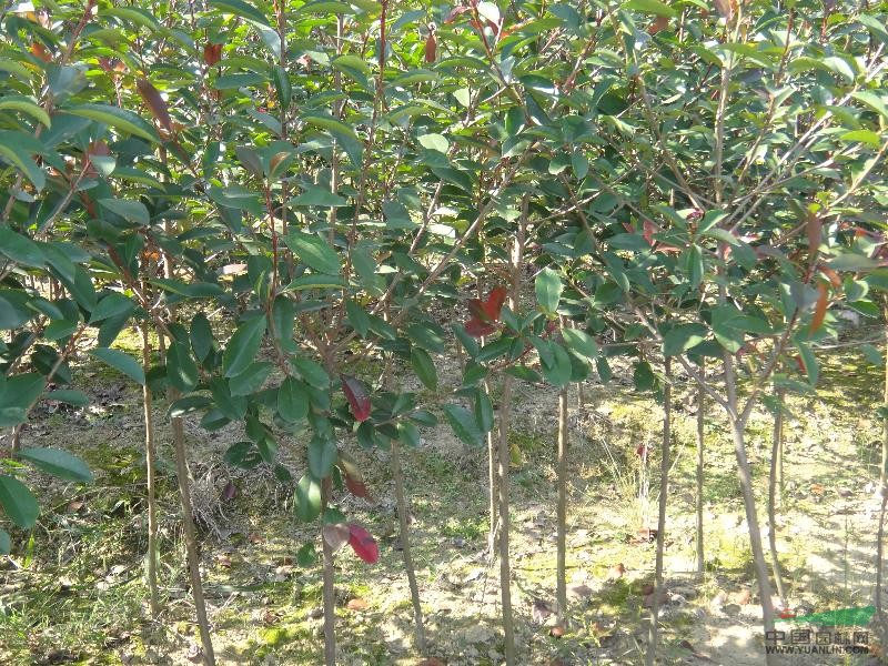 紅葉石楠