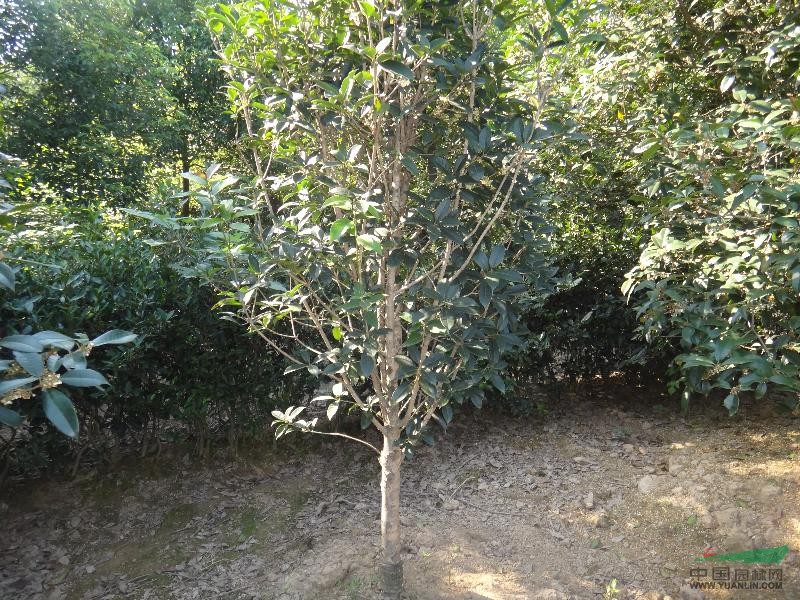 桂花
