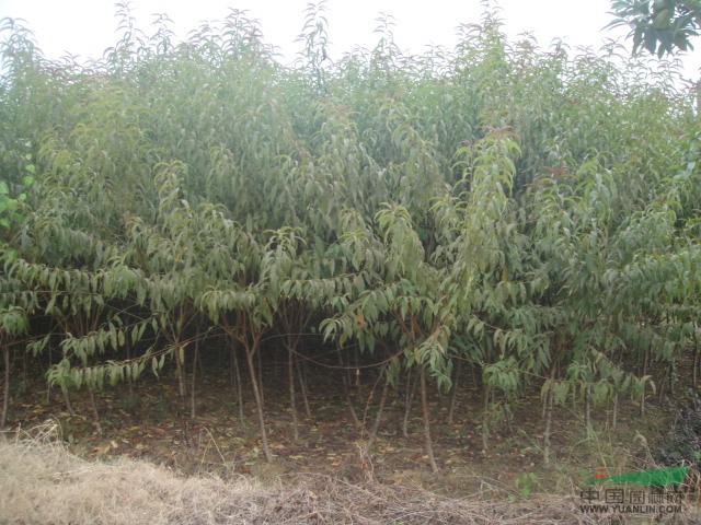 湖南紅葉石楠\羅漢松\桂花小苗\鋪地柏\十大功勞