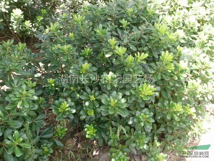優(yōu)質(zhì)海棠球.終年翠綠.枝葉豐滿.價(jià)格優(yōu)惠.