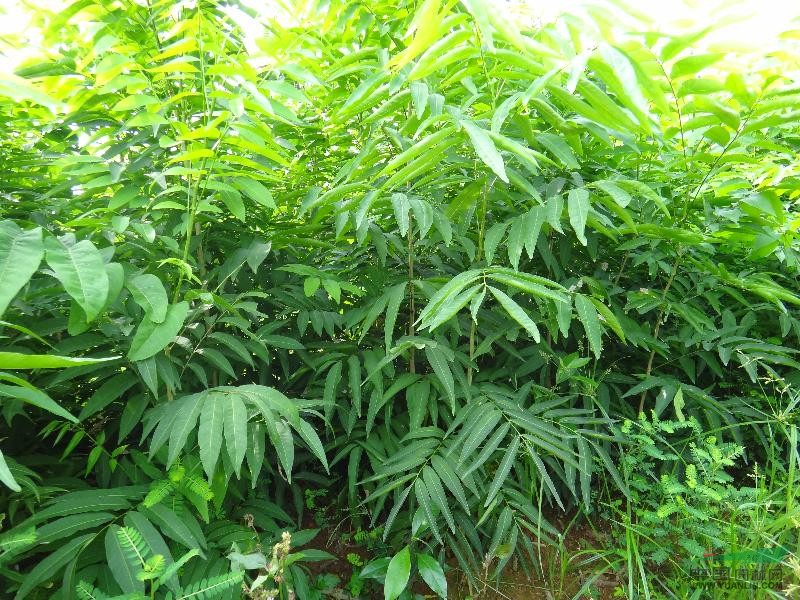 無患子