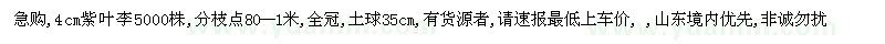 求購4cm紫葉李5000株,分枝點80--1米（山東省日照市）