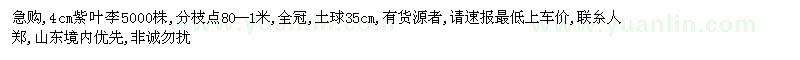 求購4cm紫葉李