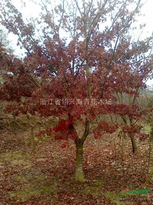 桂花 桂花小苗 桂花樹 紅楓 紅豆杉 垂絲海棠