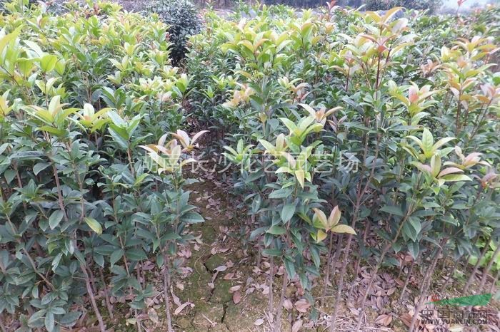 供應丹桂小苗.品種純.樹型好.規(guī)格齊.價格實在