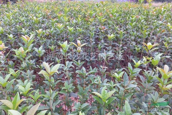 供應丹桂小苗.品種純.樹型好.規(guī)格齊.價格實在