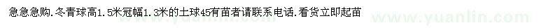 求購(gòu)冬青球高1.5米冠幅1.3米的土球45（山東省濱州市）