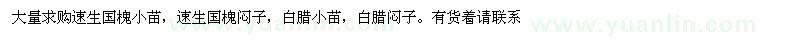 求購(gòu)速生國(guó)槐小苗，速生國(guó)槐悶子，白臘小苗，白臘悶子