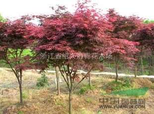紅楓 紅楓小苗 紅楓種子 大規(guī)格紅楓 各種規(guī)格紅楓 紅豆杉櫻