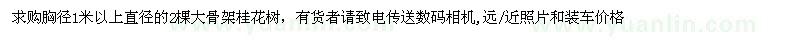 求購(gòu)胸徑1米以上直徑的2棵大骨架桂花樹(shù)