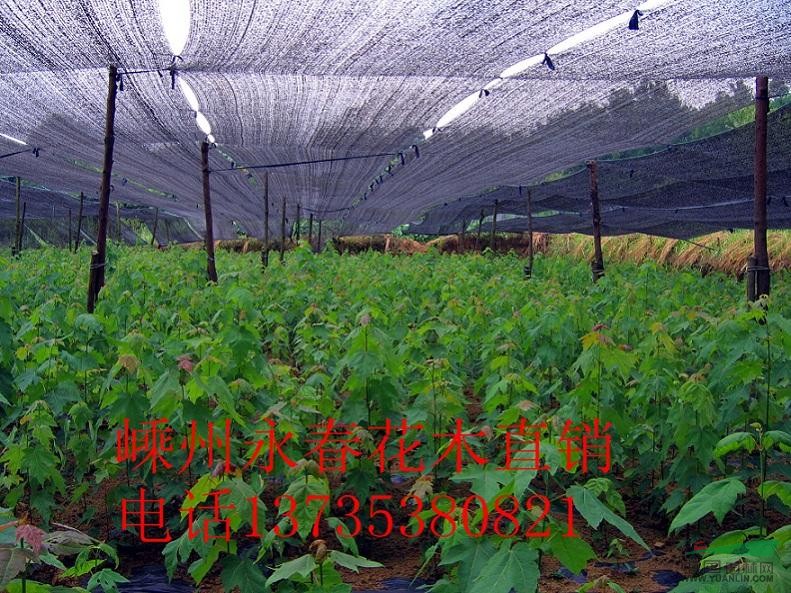 提供進(jìn)口純種(十月光輝）美國(guó)紅楓小苗 光輝 紅楓扦插小苗