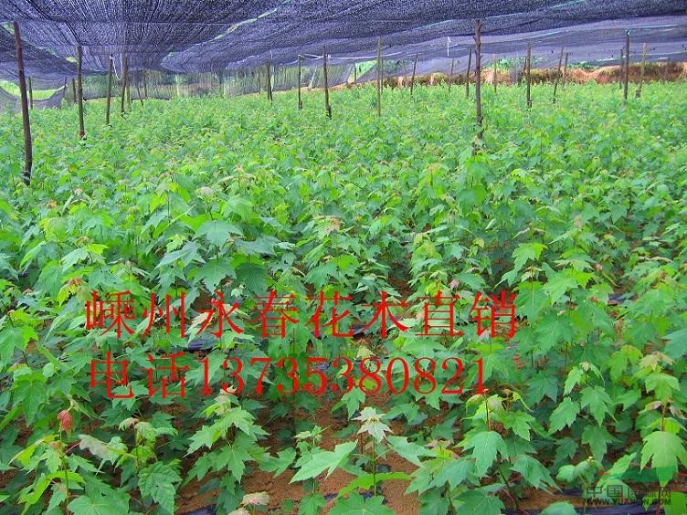 提供進(jìn)口純種(十月光輝）美國(guó)紅楓小苗 光輝 紅楓扦插小苗