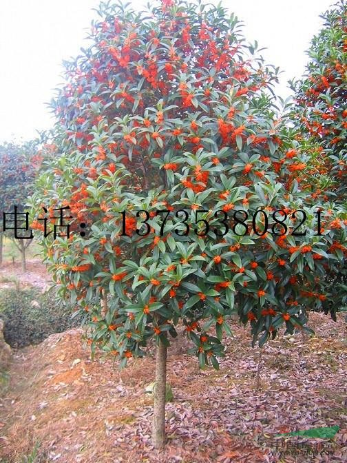 供應(yīng)精品金桂，丹桂，紅楓，櫻花，雞爪槭。