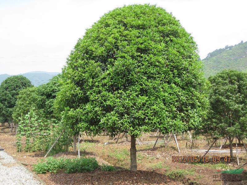 最便宜状元红桂花 