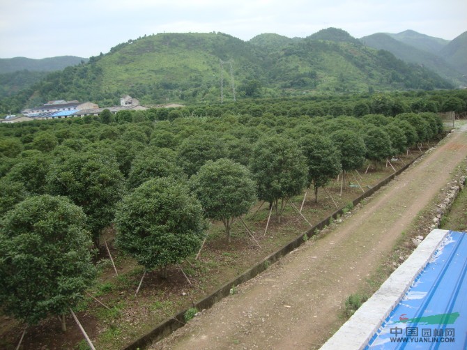 最便宜状元红桂花 