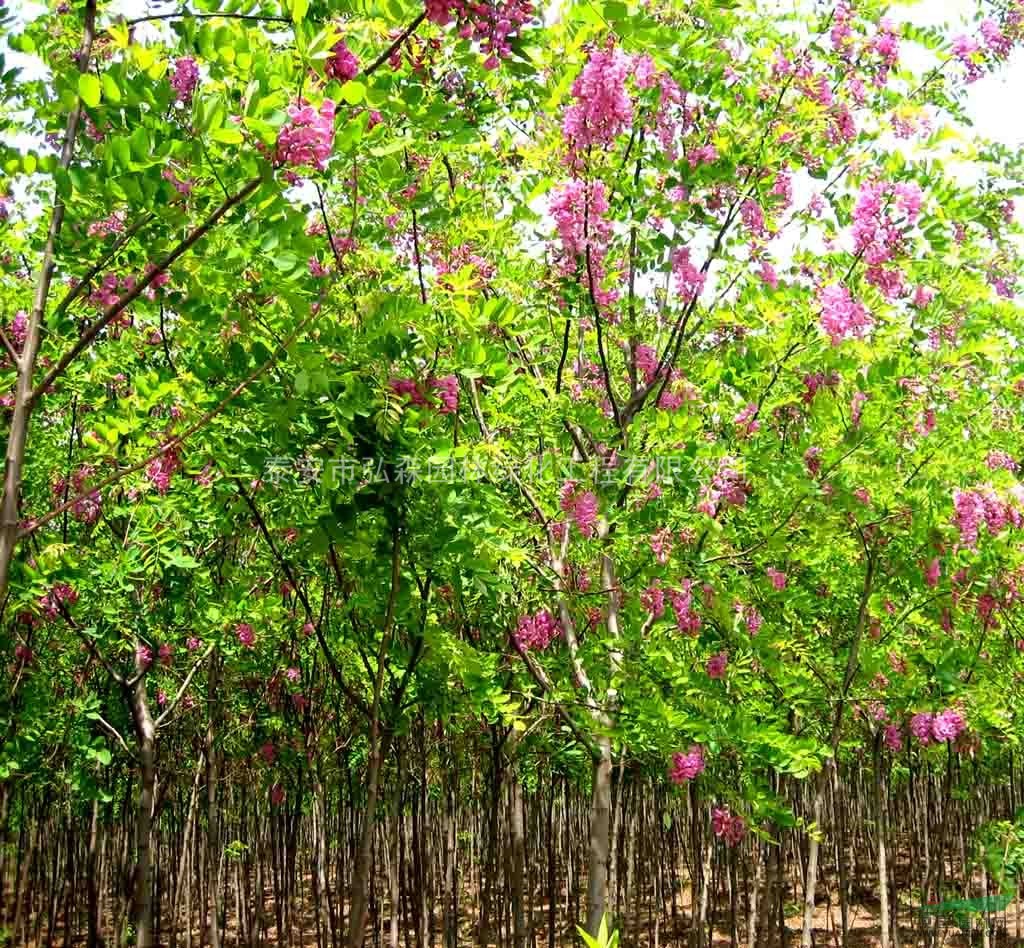 香花槐，紅花槐