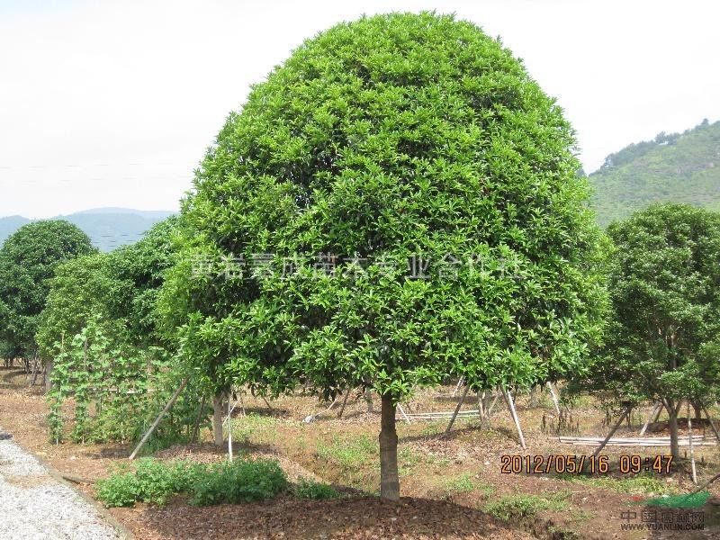 浙江状元红桂花开花时10/浙江状元红桂花开花时10供应