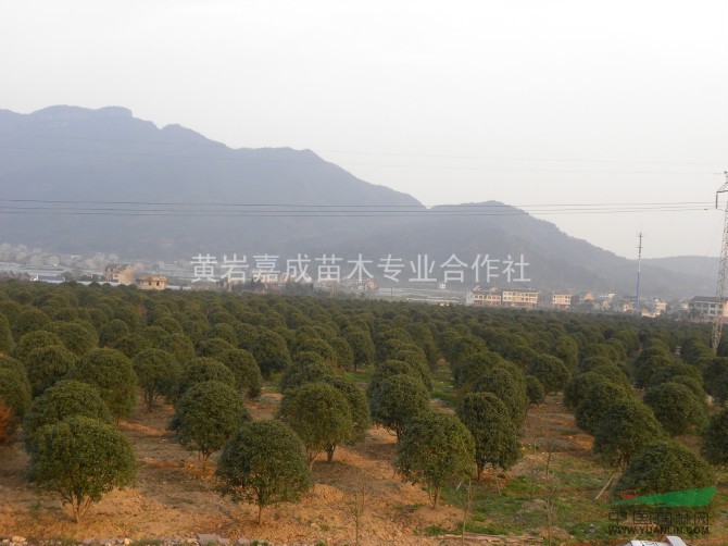 浙江状元红桂花开花时10/浙江状元红桂花开花时10供应