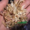 遼寧早熟禾種子早熟禾種子價格優(yōu)質早熟禾種子