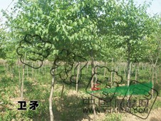 供應(yīng)：彩葉喬木|中華金葉榆|梧桐梓樹|京桃碧桃|金葉糖槭