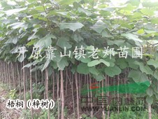 供應(yīng)：彩葉喬木|中華金葉榆|梧桐梓樹|京桃碧桃|金葉糖槭