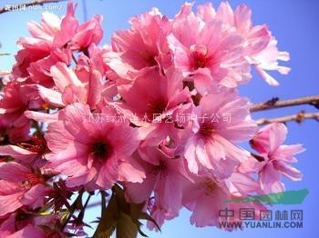 優(yōu)質櫻花種子的處理與播種技術日本早櫻花種子